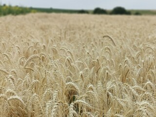 golden wheat field