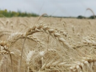 The yellow spicule of wheat rises to the sky