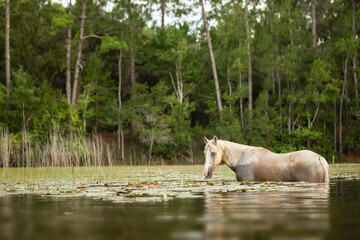 A palomino horse stands chest deep in a lake of water and waterlilies.  - obrazy, fototapety, plakaty