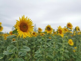  sunflowers smile to the sky