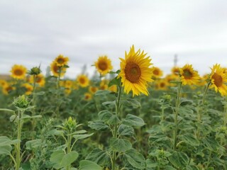 sunflower field in the summer