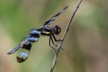Twelve-spotted Skimmer (Libellula pulchella) Dragonfly