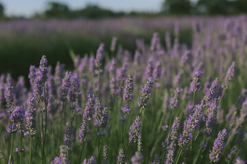 lavender blooming
