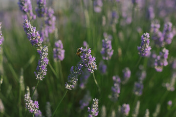 lavender blooming