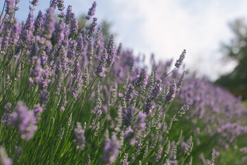lavender blooming