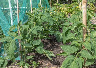 Tomoatoe plants attached to sticks