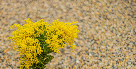 Bouquet de mimosa sur fond abstrait