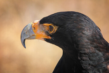 close up of an eagle