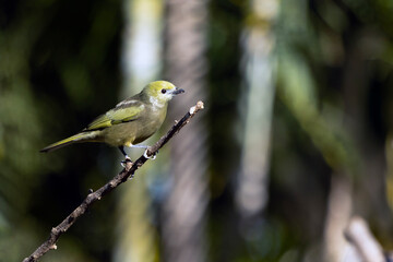Green bird. A Palm Tanager also know as sanhaço or Coconut Tanager perched on the branch. Species Thraupis palmarum. Birdwatching. Birding.