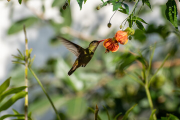 Green hummingbird  flying next to beautiful red flower. Tinny bird fly in jungle. Wildlife in...