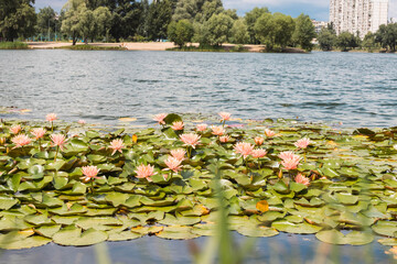 Many multi-colored lotuses on the Kiev city lake. The lake of lotuses. Yellow lotus, red lotus, white lotus. - obrazy, fototapety, plakaty