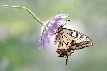 Makro motyl - (Papilio machaon) © Iwona