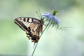 Makro motyl (Papilio machaon) © Iwona