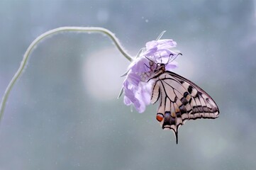 Makro motyl - (Papilio machaon) © Iwona
