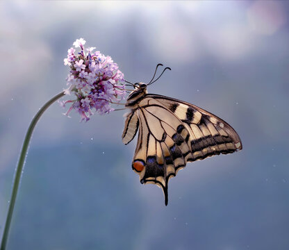 Motyl - Paź królowej - (Papilio machaon)