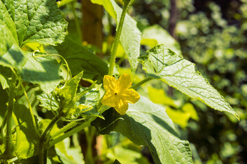 Cucumber blossom in the garden. Blooming cucumber plant in the garden bed. Flowers of cucumber plant