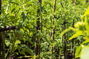 Green and fresh vegetable garden in the backyard. Home garden with tomatoes, cucumbers and potatoes. Blooming vegetables with unripe harvest in the garden bed