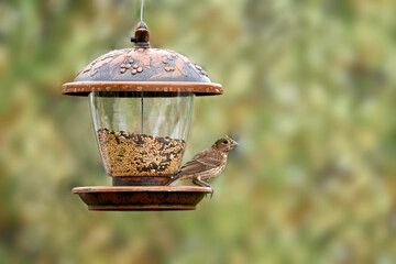 Sparrow perched at a garden bird feeder.
