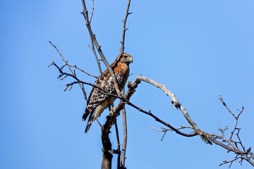 Red Tailed Hawk perch in a tree hunting for prey