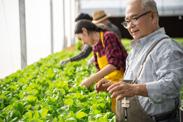 Group of worker checking quality of organic vegetables. Hydroponics farm organic fresh harvested...