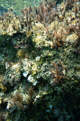 Unterwasser - unter der Wasseroberfläche - Unterwasserwelt - Korallen - Algen