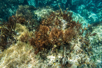 Unterwasser - unter der Wasseroberfläche - Unterwasserwelt - Korallen - Algen