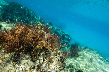 Fototapeta na wymiar Unterwasser - unter der Wasseroberfläche - Unterwasserwelt - Korallen - Algen
