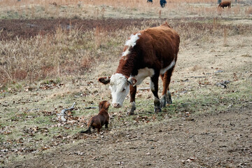 Hello Mr. Cow - Dachshund dog face to face with cow in pasture