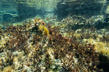 Unterwasser - unter der Wasseroberfläche - Unterwasserwelt - Korallen - Algen