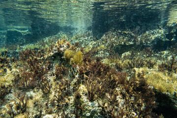 Unterwasser - unter der Wasseroberfläche - Unterwasserwelt - Korallen - Algen