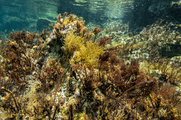 Naklejka na ściany i meble Unterwasser - unter der Wasseroberfläche - Unterwasserwelt - Korallen - Algen