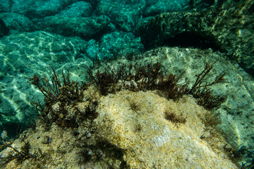 Naklejka na ściany i meble Unterwasser - unter der Wasseroberfläche - Unterwasserwelt - Korallen - Algen