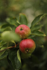 red apples on a branch