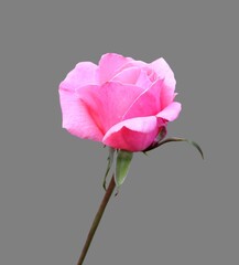 Pink rose close-up isolated on grey background