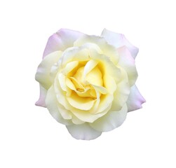White rose isolated close up on white background