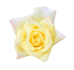 White rose isolated close up on white background