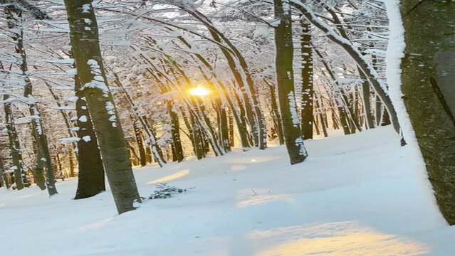 VERTICAL, LENS FLARE, DOF: Golden winter evening sun rays illuminates the idyllic snowy forest in Bohinj. Scenic shot of the winter sunrise peering through the bare snowy canopies of deciduous trees.