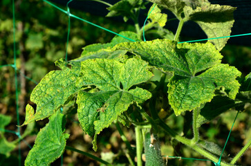 Mosaic virus on leaves of a cucumber plant