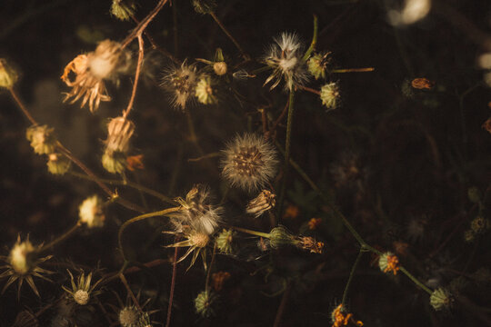 A dark moody painting like grainy photo of dry flowers and grass