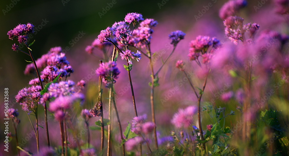 Poster flore des alpes