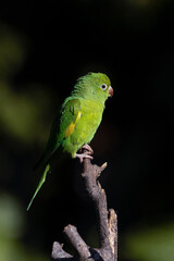 A Plain Parakeet perched on branch. Species Brotogeris chiriri. It is a typical parakeet of the Brazilian forest. Birdwatching. Birding. Parrot.