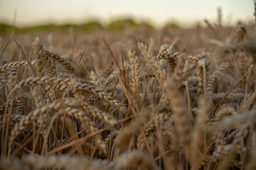 Fototapeta premium field of wheat