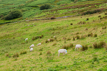 Sheep on green lush pastures on a farm. Sheep in a meadow on green grass. A flock of sheep.