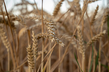 ears of wheat