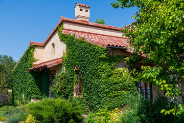Fototapeta na wymiar Traditional italian style house with tile roof in a sunny summer day. Ivy green living wall on the building. Residential architecture theme.