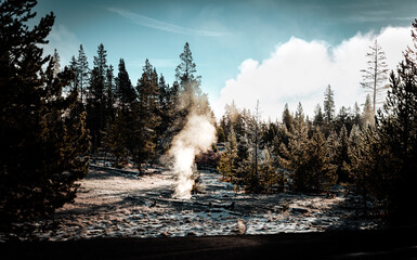 steaming forest