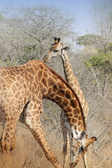 Obraz na płótnie Canvas giraffe in the savannah