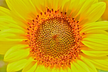 View down on spiral sunflower seed pattern. The Fibonacci clockwise and anti clockwise directions are at parastichy