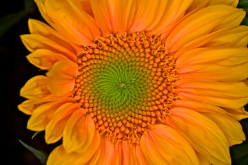 Closeup of Fibonacci spiral, View down on spiral sunflower seed pattern. The Fibonacci clockwise and anti clockwise directions are at parastichy
