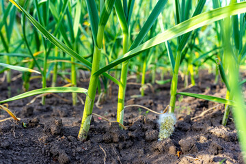 Green shoots of young garlic close-up. Growing garlic on the farm